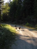 Dogs running Larch Mountain_Loree Harrell; 2013